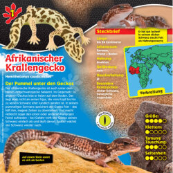 Blue Ocean Geckos Sammelfiguren 2023 - Planet Wow - Figur 1. Afrikanischer Krallengecko