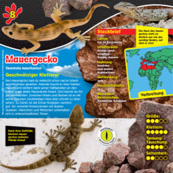Blue Ocean Geckos Sammelfiguren 2023 - Planet Wow - Figur 8. Mauergecko